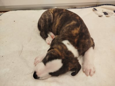 Les chiots de Whippet