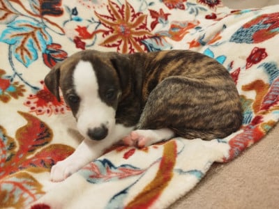 Les chiots de Whippet