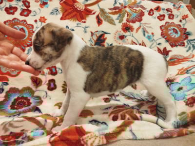 Les chiots de Whippet