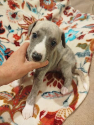 Les chiots de Whippet