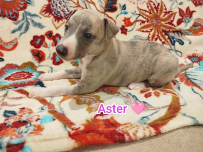 Les chiots de Whippet