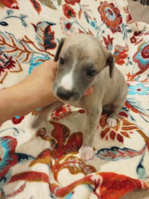 Les chiots de Whippet