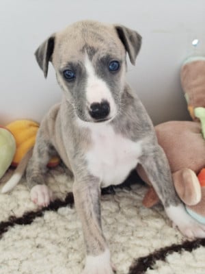 Les chiots de Whippet