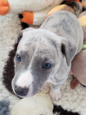 Les chiots de Whippet