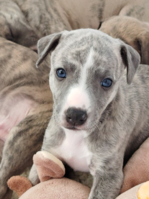 Les chiots de Whippet