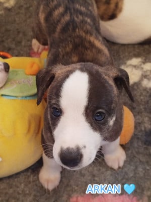 Les chiots de Whippet