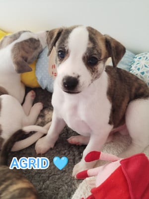 Les chiots de Whippet