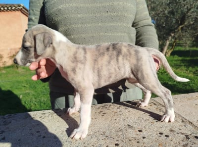Les chiots de Whippet