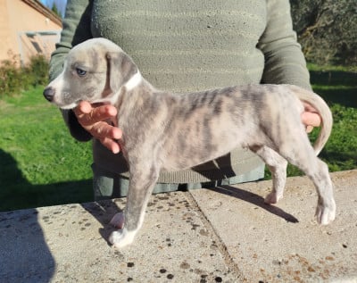 Les chiots de Whippet