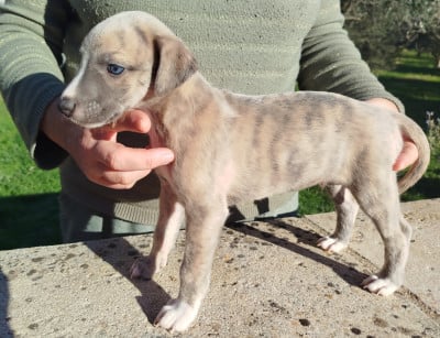 Les chiots de Whippet