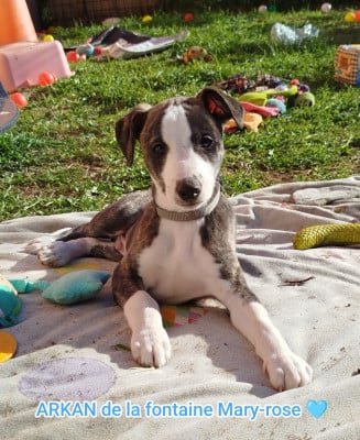 Les chiots de Whippet