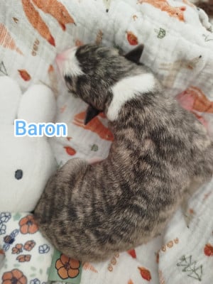 Les chiots de Whippet