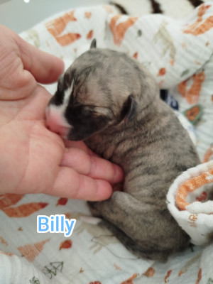 Les chiots de Whippet