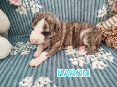 Les chiots de Whippet