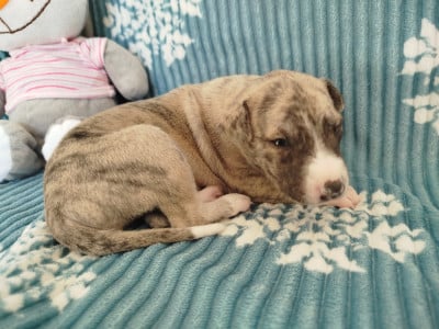 Les chiots de Whippet