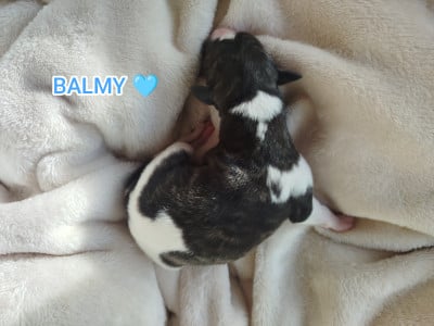 Les chiots de Whippet