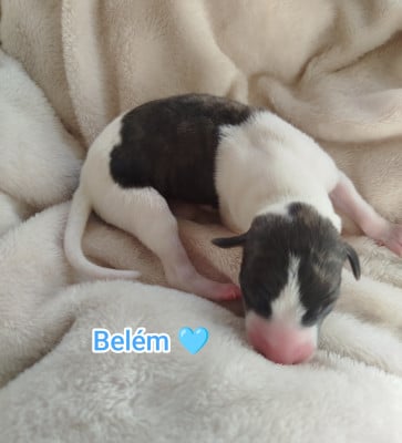 Les chiots de Whippet