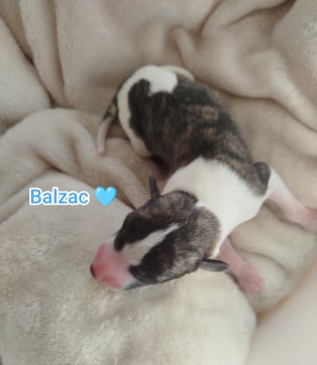 Les chiots de Whippet