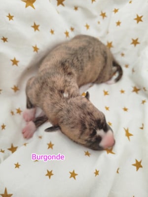 Les chiots de Whippet