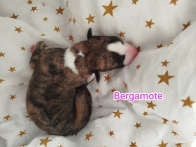 Les chiots de Whippet