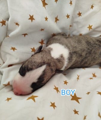 Les chiots de Whippet