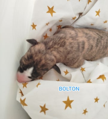 Les chiots de Whippet