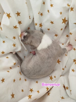 Whippet