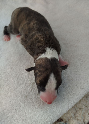 Les chiots de Whippet