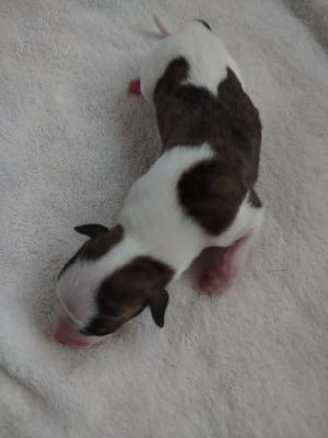 Les chiots de Whippet