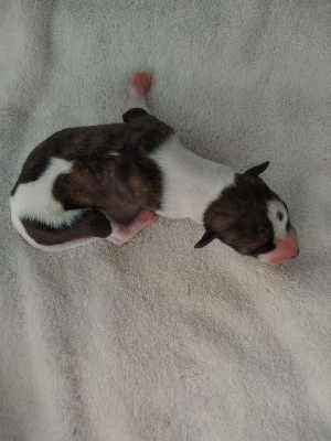 Les chiots de Whippet