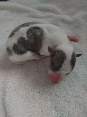 Les chiots de Whippet