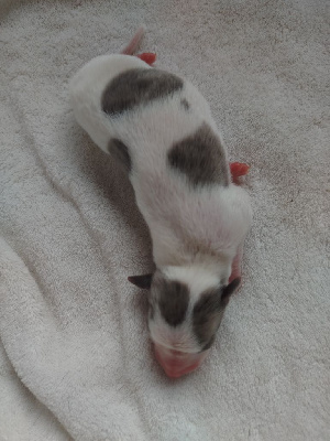 Les chiots de Whippet