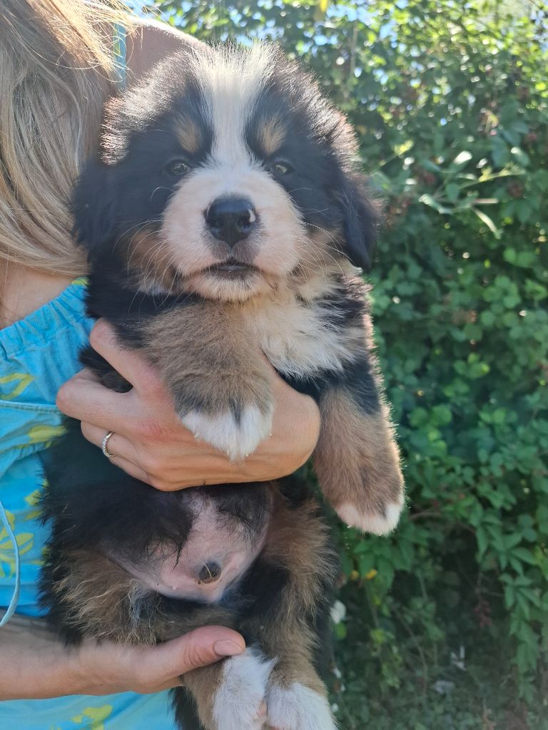 Mr bleu foncé ( Asko)