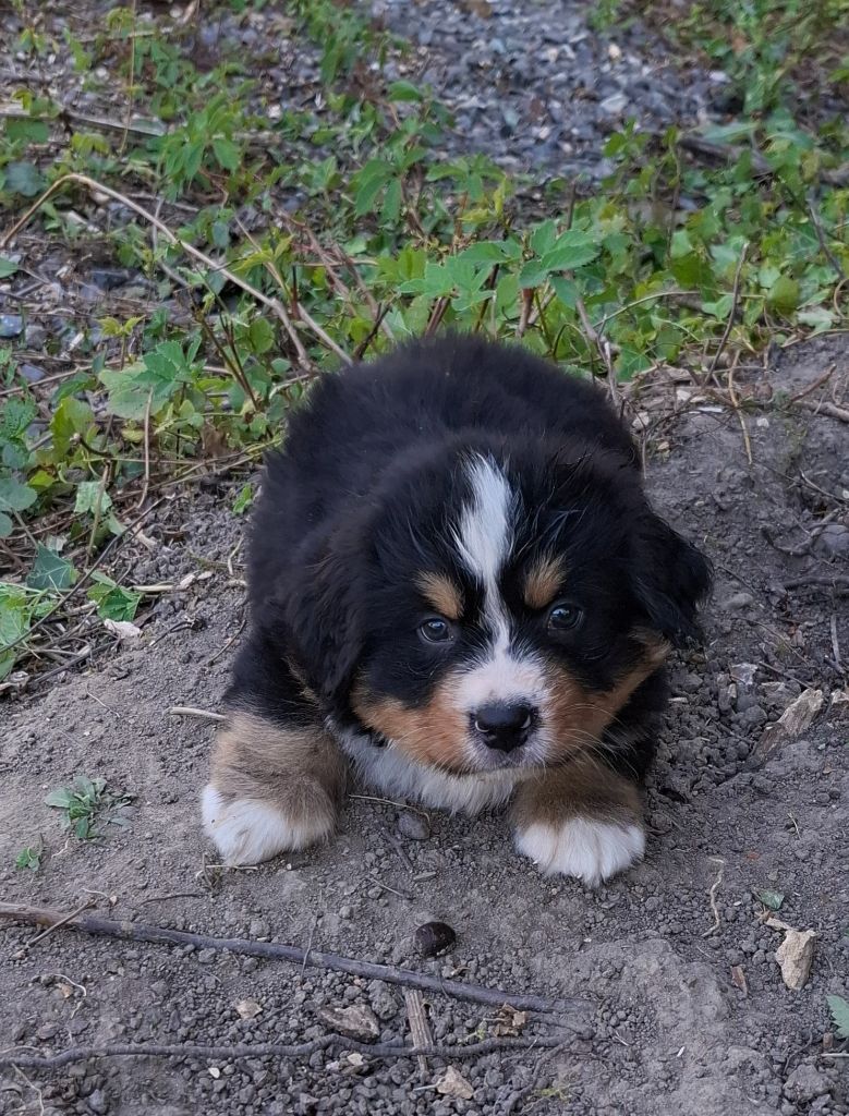 Mr vert clair ( Atlas)