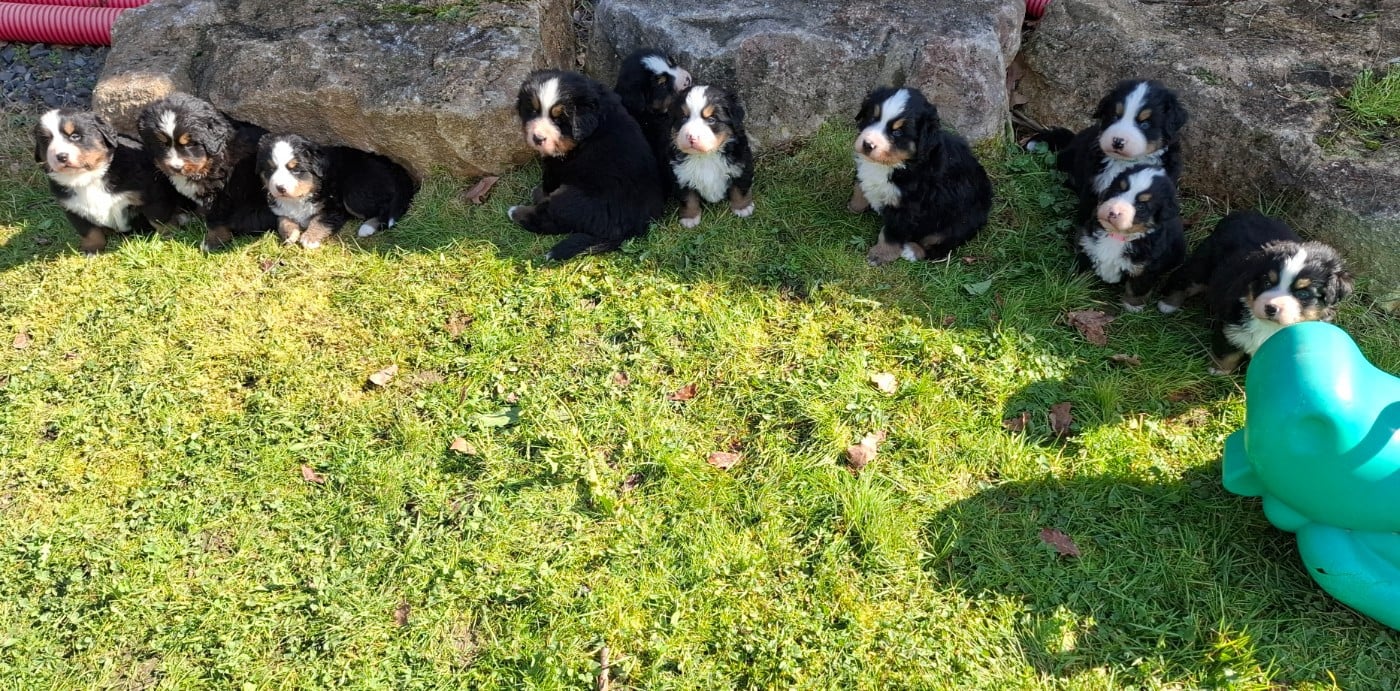 Bouvier Bernois - (Sans Affixe)