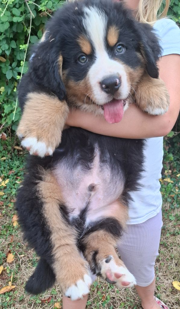 Mr vert foncé (Azur)