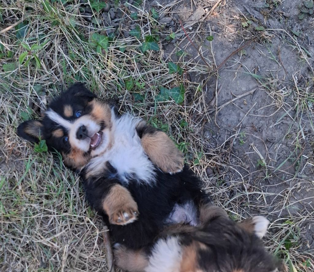 Miss violette ( Alaska)