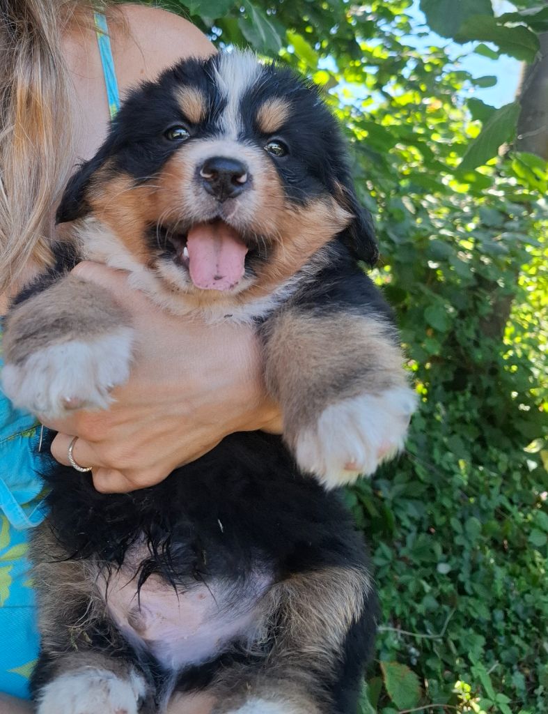 Mr vert clair ( Atlas)