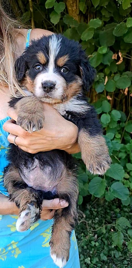 Miss violette ( Alaska)