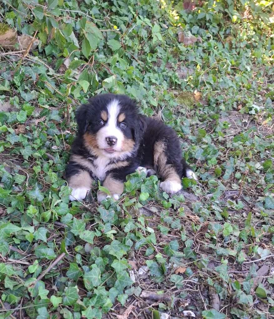 Miss orange ( Abloom)