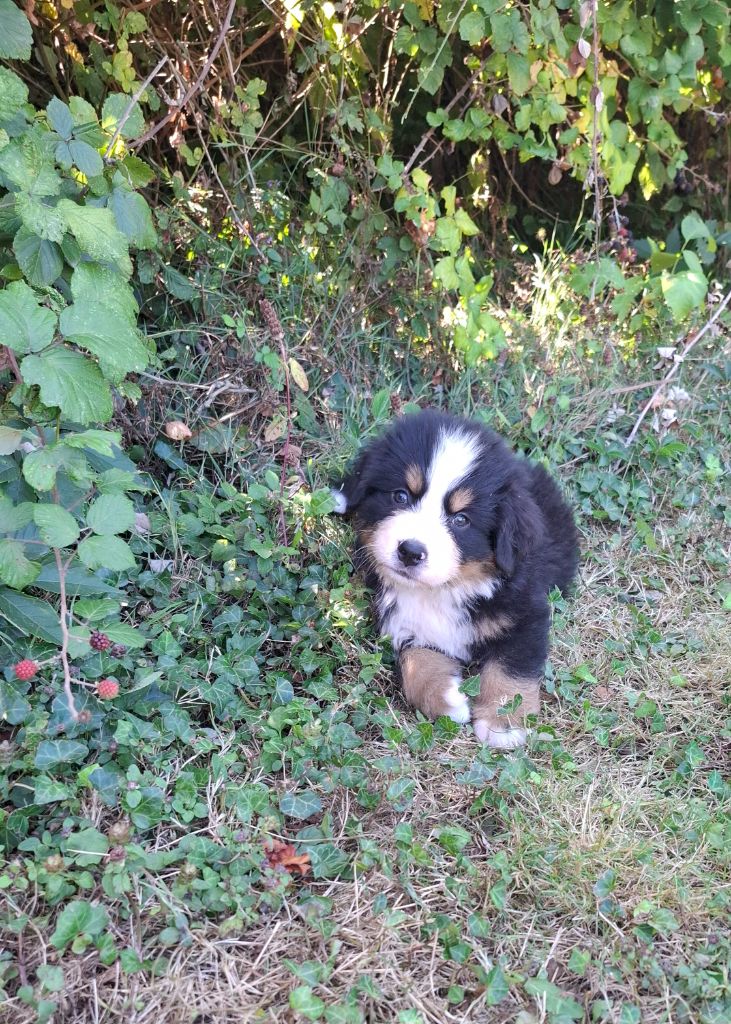 Mr bleu foncé ( Asko)