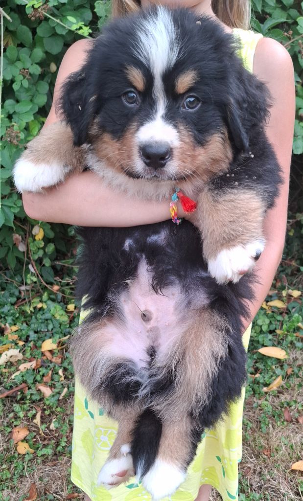 Mr vert clair ( Atlas)