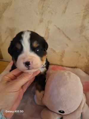 Les chiots de Bouvier Bernois