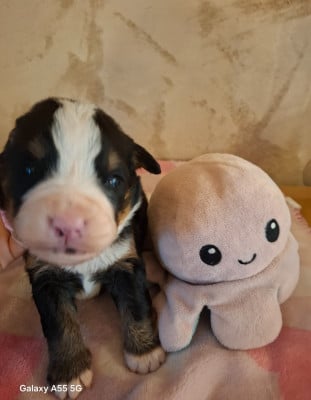 Les chiots de Bouvier Bernois