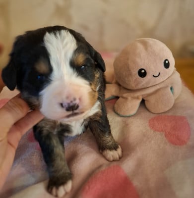 Les chiots de Bouvier Bernois