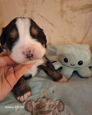 Les chiots de Bouvier Bernois