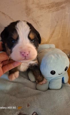 Les chiots de Bouvier Bernois