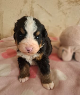 Les chiots de Bouvier Bernois