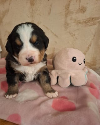 Les chiots de Bouvier Bernois