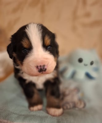 Les chiots de Bouvier Bernois